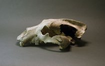 Groaner skull - side profile